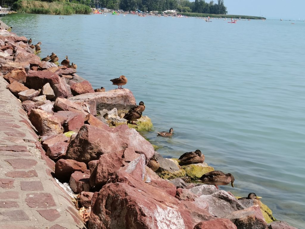 DucksOfBalaton